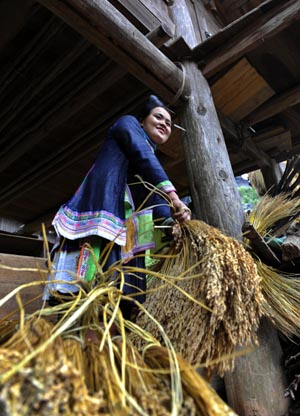 A local woman of Miao ethnic group thrashes the rice millets, as local villagers of Miao ethnic group gather for a song and dance rendezvous in celebration of this autumn bumper harvest as a result of seasonable weather with gentle breeze and timely rainfalls, in Basha Village, Congjiang County, southwest China&apos;s Guizhou Province, October 24, 2009. 