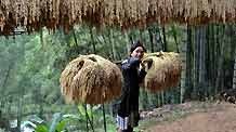 A young women carries full loads of paddy rice on pole-shoulder en route of the village path, as local villagers of Miao ethnic group gather for a song and dance rendezvous in celebration of this autumn bumper harvest as a result of seasonable weather with gentle breeze and timely rainfalls, in Basha Village, Congjiang County, southwest China's Guizhou Province, October 24, 2009.