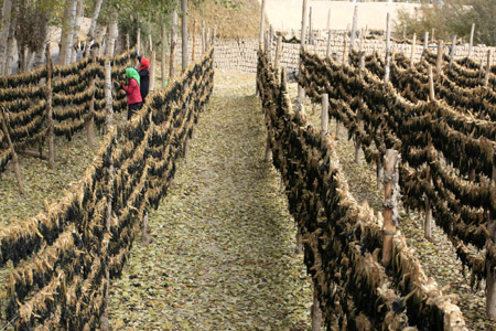 Farmers work on their evaporated vegetables at Liangzhou region of Wuwei, northwest China's Gansu Province, October 30, 2009.