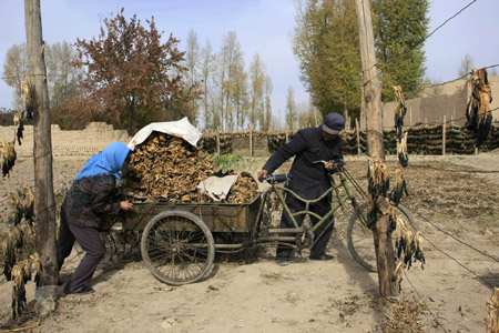 A farmer couple work together on their evaporated vegetables at Liangzhou region of Wuwei, northwest China's Gansu Province, October 30, 2009.