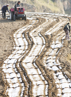 Farmers mulch plastic film in the field in Yongjing County of northwest China's Gansu Province, November 1, 2009. 