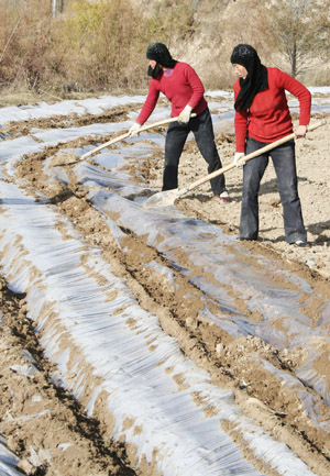 Farmers mulch plastic film in the field in Yongjing County of northwest China's Gansu Province, November 1, 2009.