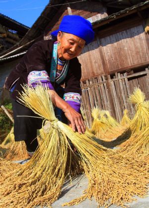 A local villager dries paddy in Hongshui Village in Rongshui Miao Autonomous County, southwest China's Guangxi Zhuang Autonomous Region, November 3, 2009. 