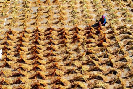 A local villager dries paddy in Hongshui Village in Rongshui Miao Autonomous County, southwest China's Guangxi Zhuang Autonomous Region, November 3, 2009.