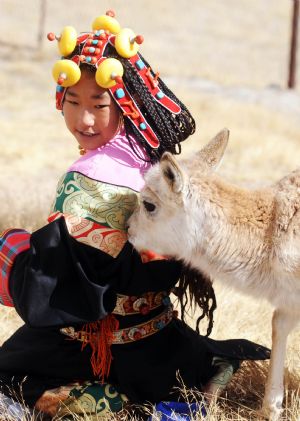 Ceyun Bainco plays with a young Tibetan antelope at Sonam Daje Natural Protection Station in Hol Xil Natural Reserve in Northwest China's Qinghai Province, October 23, 2009. 