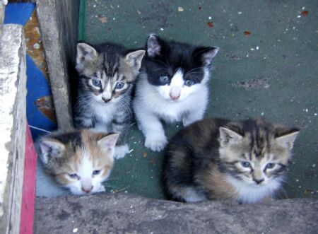 Photo taken by Ren Houshu on October 24, 2009 shows baby cats outside a store on Sifang Road in Qingdao, a coastal city in east China's Shandong Province. 