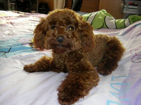 Photo taken by Ren Houshu on October 24, 2009 shows her poodle named Amy in Qingdao, a coastal city in east China's Shandong Province.