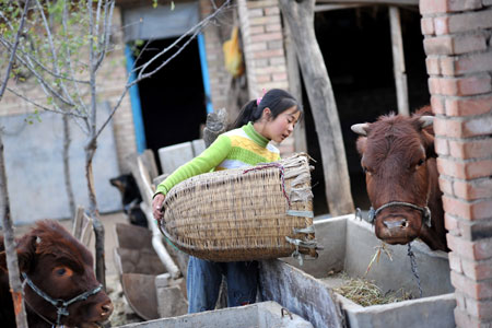 Hai Qin, a 12-year-old girl of Hui ethnic group, feeds a cattle in Kaicheng Town of Guyuan City, northwest China&apos;s Ningxia Hui Autonomous Region, Oct. 23, 2009.