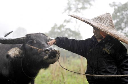 Zhu Xu herds cattle in Xianfeng County in Enshi, central China&apos;s Hubei Province, October 12, 2009.