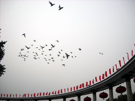 Photo taken by grade three pupil Liang Hao on October 27, 2009 shows a bevy of doves, which are symbols of peace and innate letter messenger, hovering over the Flood-Prevention Cenotaph, in Harbin, capital of northeast China&apos;s Heilongjiang Province. 