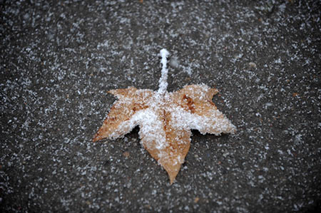 A leaf covered with snow is seen at the Xixia Park in Yinchuan, capital of northwest China&apos;s Ningxia Hui Autonomous Region, November 10, 2009. Most parts in north and northwest China witnessed a snowfall on Tuesday.