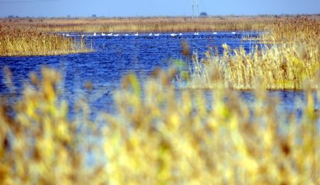 A bevy of swans perch in the swamp of the Yellow River delta in north China's Shandong Province, November 3, 2009. This area has gradually regained a bird habitat since a series of environmental friendly measures have been carried out in the past years.