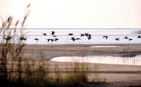 A bevy of pelicans perch in the swamp of the Yellow River delta in north China's Shandong Province, November 3, 2009.
