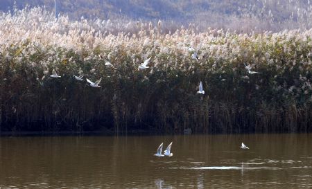 A bevy of pelicans perch in the swamp of the Yellow River delta in north China's Shandong Province, November 3, 2009.