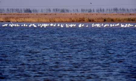 A bevy of swans perch in the swamp of the Yellow River delta in north China's Shandong Province, November 3, 2009.