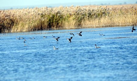 A bevy of birds fly in the swamp of the Yellow River delta in north China's Shandong Province, November 3, 2009. 