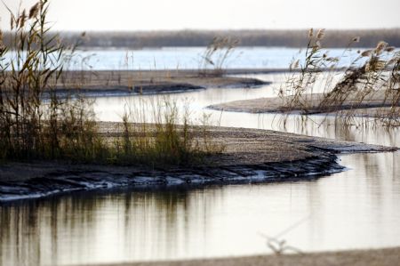 Photo taken on November 3, 2009 shows the swamp of the Yellow River delta in north China's Shandong Province.