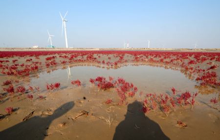 Photo taken on November 3, 2009 shows the swamp of the Yellow River delta in north China's Shandong Province.