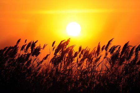 The sunset is seen in the swamp of the Yellow River delta in north China's Shandong Province, November 3, 2009.