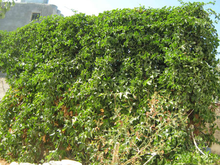 My name is Tala Nasser Ramadan, 11 years old. I live in Daheisheh refugee camp in the West Bank city of Bethlehem and study at a United Nations school in the camp. This photo I took on October 23, 2009 shows my favorite tree in my house.