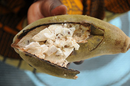 Seven-year-old Lamine shows the breadfruit at home in a village 80 kilometers north of Dakar, capital of Senegal, October 27, 2009.