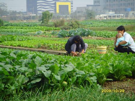 Photo taken by 11-year-old pupil Zhang Ling of grade 6 with the Wang Fang Elementary School shows two adults planting vegetables in the field at a village in Hefei, capital of east China's Anhui Province, October 29, 2009.