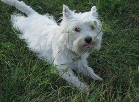 Photo taken on Oct. 25, 2009 shows a dog. (Xinhua/Alice Ascoli)