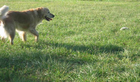 Photo taken on Oct. 25, 2009 shows our dog. (Xinhua/Alice Ascoli)