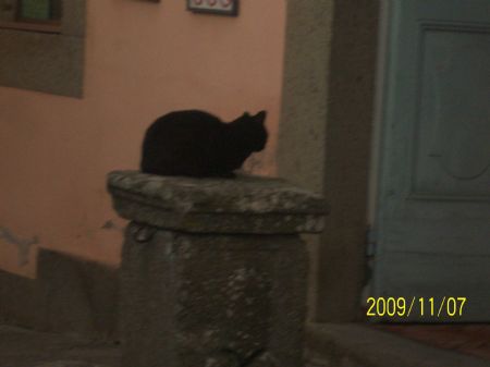 Photo taken on November 7, 2009 shows a black cat in a park.