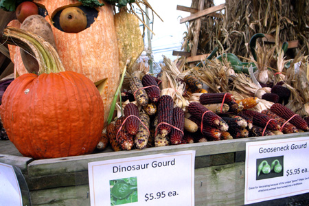 Photo taken on November 1, 2009 shows a pile of corn and a pumpkin at a pumpkin market in Virginia, the United States. 