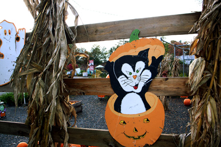 Photo taken on November 1, 2009 shows a decoration on the fence of a pumpkin market in Virginia, the United States.