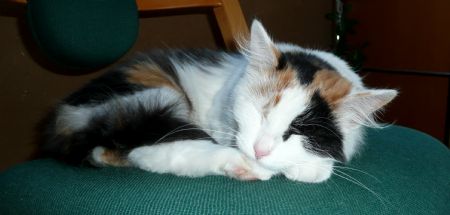 Photo taken on October 4, 2009 shows the pet kitty of Flora's sister Valentina in their home in Purkersdorf, a town of Lower Austria, Austria.