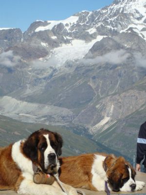 Photo taken on 2007 shows dogs on the Alps in Switzerland. Marta narrates his own story: My name is Marta. I'm 10 years old. I'm a pupil of 5th grade in International Elementary School in Madrid now. My father is a university teacher and my mother a housewife. I am the only child in the family. I like skee and ice-skating very much.