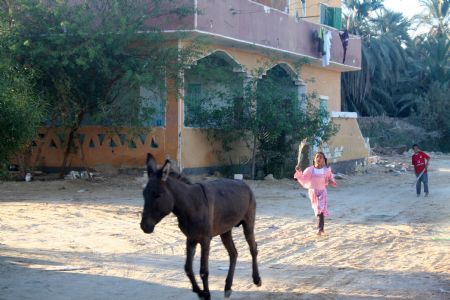 Rawia (C), cousin of Mony Omar Rageh, chases a donkey in Siwa, Egypt, October 23, 2009.