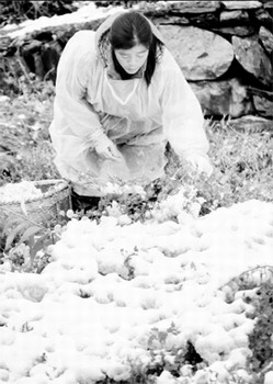 A farmer picks chrysanthemums partly damaged by rain and snow in Lantian County, Huangshan of East China's Anhui Province, on Tuesday. 