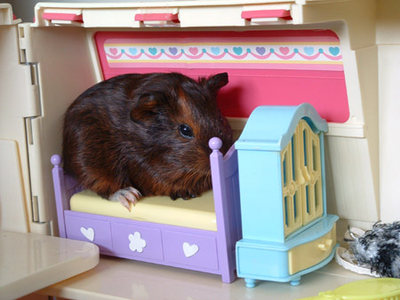 The picture shows a guinea pig I keep as a pet. Children in New Zealand all love animals. My name is Maria and I was born on July 8, 1998 to a family of five. I am a primary school pupil at Hart. I love reading very much. 