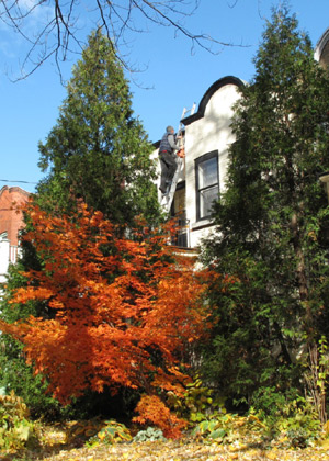 I am Tennessee Quevillon, 7 years old. I was born in Montreal, Canada. This is my picture of trees in front of my house taken on November 1, 2009. 