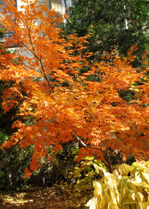 I am Tennessee Quevillon, 7 years old. I was born in Montreal, Canada. This is my picture of maple in front of my house taken on November 1, 2009.