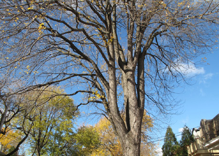 I am Tennessee Quevillon, 7 years old. I was born in Montreal, Canada. This is my picture of trees in front of my house taken on November 1, 2009. 