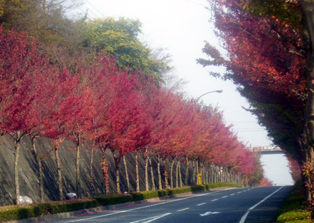 My name is Kazuto Omori. I am 11 years old. The photo I took on November 1, 2009 shows the trees with red leaves standing in lines on the road in Autumn.