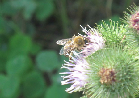 I am Anne Li Dirks. I was born in Hamburg, Germany. My mom is Chinese and my dad is German. And I have a twin brother, named John Peter Dirks. This picture I took shows a bee collecting honey.