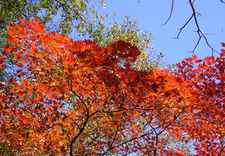 The photo taken on October 5, 2009 by Deng Mingzhou shows the red maple leaves in Guanmenshan Mountain in Benxi City, northeast China's Liaoning Province. 