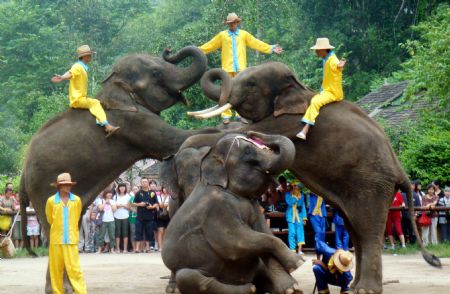 The photo taken on November 4, 2009 by Jiang Yichen shows the elephants performing stunt at Huqiu temple fair held in Suzhou City, east China's Jiangsu Province. Ten-year-old Jiang Yichen is a fourth-grade pupil of Jingwen Experimental Primary School of Suzhou.