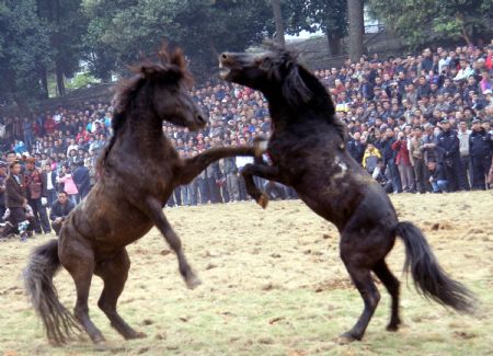 Two horses fight during the Lusheng and Horse Fight Festival held in the Sports Park in Rongshui Miao Autonomous County, southwest China's Guangxi Zhuang Autonomous Region, November 21, 2009. 