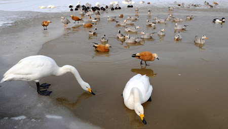Birds rest at an artificial lake in the Qinghai-Tibet Plateau Safari Park in northwest China&apos;s Qinghai Province, November 20, 2009. With an investment of more than 100 million yuan (US$14.6 million), the Qinghai-Tibet Plateau Safari Park mainly displays animals living on the plateau. 