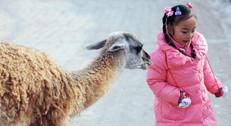 A little girl plays with a guanaco in the Qinghai-Tibet Plateau Safari Park in northwest China&apos;s Qinghai Province, Nov. 20, 2009. (Xinhua/Hou Deqiang)