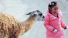 A little girl plays with a guanaco in the Qinghai-Tibet Plateau Safari Park in northwest China's Qinghai Province, November 20, 2009.