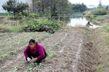 Farmers' fields, such as this one in Zhaohang Village of Shanghai, are among real estate likely to be redeveloped into the Shanghai Disneyland Park.