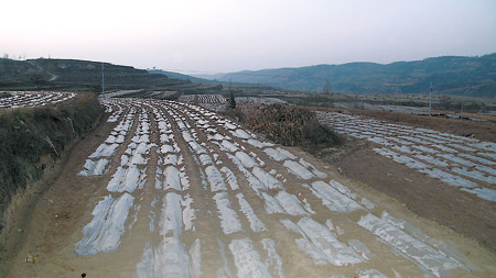 Some of the wheat fields in Zhongzhuang Village, also Gansu, that have been covered in plastic to aid the irrigation of crops during drought periods.