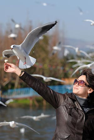 A tourist feeds a black-headed gull at the Dianchi Lake in Kunming, capital of southwest China's Yunnan Province, November 27, 2009. A great number of black-headed gulls migrate here to live through the winter annually.